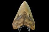 Fossil Megalodon Tooth - North Carolina #147539-1
